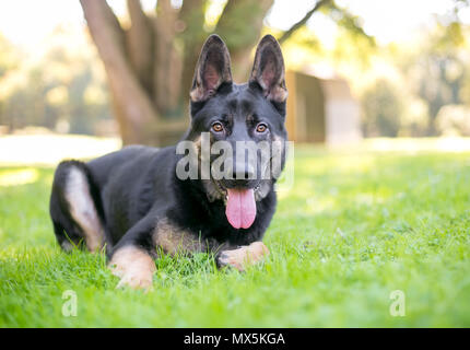 Eine reinrassige Schwarz und tan Deutscher Schäferhund entspannen im Gras Stockfoto