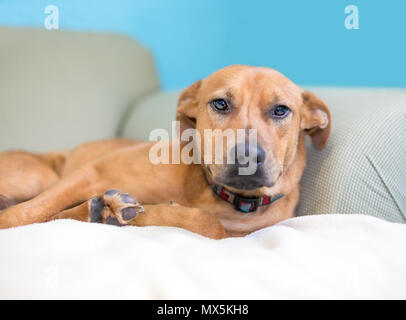 Ein verschlafenes braun Mischling Hund liegend auf einer Couch Stockfoto