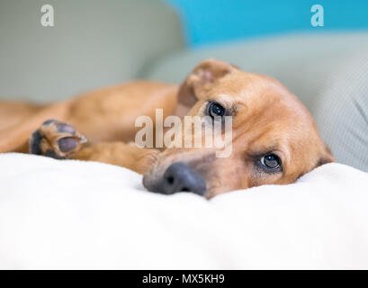 Ein brauner Mischling Hund mit einem traurigen Gesichtsausdruck liegen auf der Couch Stockfoto