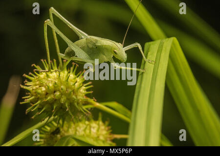 Eine kleine grüne katydid im Gras versteckt, wie in Greenvlle, North Carolina gesehen. Stockfoto