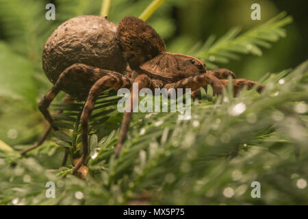 Frau Carolina wolf spider (Hogna carolinensis), die ihr Ei sac auf ihrem Rücken. Der größte wolf spider in N-Amerika und die Spinne von SC. Stockfoto