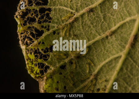 Ein Blatt, das teilweise von einigen sehr kleinen Raupen, die noch in der Nähe der Schäden sichtbar sind gegessen wurde. Stockfoto