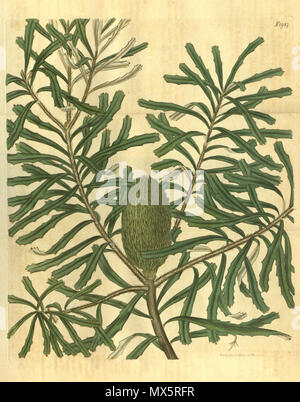 . Dies ist ein Abbild der Platte 1947 von Band 45 von Curtis's Botanical Magazine, mit dem Titel "Banksia marginata (β) microstachya. Grün - verschiedene Blumen-leaved Banksia". Die Anlage dargestellt ist (Silber Banksia Banksia marginata). 1843. Das Bild hat die Signatur von Samuel Curtis? Und anderen Unbestimmten Informationen. 94 Botanical Magazine 1947 Banksia marginata Stockfoto