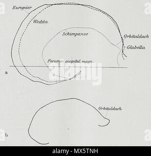 . Englisch: Eine anatomische Abbildung kann von der deutschen Ausgabe 1921 der Anatomie des Menschen: ein Lehrbuch für Studierende und Ärzte mit lateinischen Terminologie. 30 November 2013, 11:13:47. 97 Hermann Braus Braus 1921 347 Stockfoto