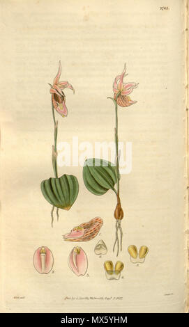 . Abbildung: Calypso bulbosa (syn. Calypso borealis). 1827. W. J. H. (= William Jackson Hooker) (1785-1865) Del., Swan sc. 109 Calypso bulbosa (als Calypso borealis) - Curtis '54 (K.A. 1) pl. 2763 (1827) Stockfoto