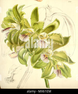 . Abbildung: Cattleya granulosa. 1858. Walter Hood Fitch (1817-1892) del. et lith. Beschreibung von William Jackson Hooker (1785-1865) 119 Cattleya granulosa-Curtis '84 (Ser. 3 Nr. 14) pl. 5048 (1858) Stockfoto