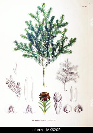 . Der Chamaecyparis pisifera quarrosa'-Platte aus dem Buch. 1870. Philipp Franz von Siebold und Joseph Gerhard Zuccarini 122 Chamaecyparis obtusa SZ 123 Stockfoto