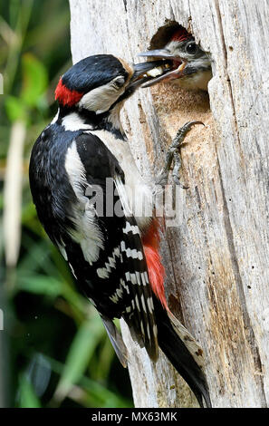 Hannover, Deutschland. 01 Juni, 2018. 01 Juni 2018, Deutschland, Hannover: Ein Elternteil füttert ihre jungen Buntspecht (Dendrocopos major) in einem Baumstamm sitzen. Quelle: Holger Hollemann/dpa/Alamy leben Nachrichten Stockfoto