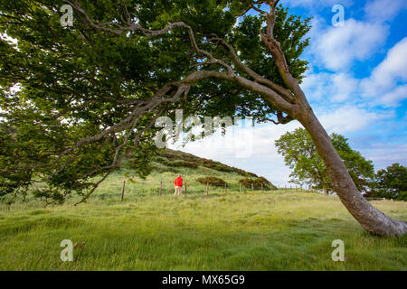 Ein einsamer Hügel Wanderer Wandern entlang der Clwydian Hügel Weg von moel-y-Park im Clwydian Hügel durch Wind ausgeblasen Baum im Vordergrund gerahmt Stockfoto