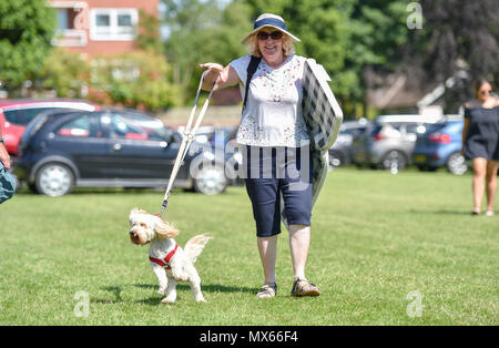 Eastbourne Großbritannien 3. Juni 2018 - DE Wetter: Dieser Hund wird sehr an der sonnigen Saffrons Cricket Ground, wo Sussex Haie Essex Adler in Eastbourne Spielen mit Temperaturen prognostiziert, um den hohen 20s in einigen Teilen der Südosten erreichen heute: Simon Dack/Alamy Leben Nachrichten aufgeregt Stockfoto