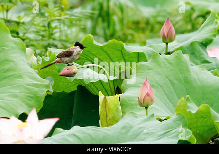 Wuyishan, der chinesischen Provinz Fujian. 1. Juni 2018. Ein Vogel ruht auf einem Lotus Blume in Wufu Township von Wuyishan Stadt im Südosten der chinesischen Provinz Fujian, 1. Juni 2018. Credit: Qiu Ruquan/Xinhua/Alamy leben Nachrichten Stockfoto