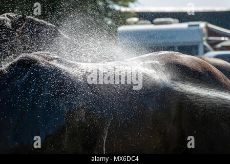 Ein großes Pferd ist mit Wasser an einem heißen Tag gekühlt wurde, nachdem sie an die Weald und Downland lebendiges Museum in Singleton, West Sussex, UK. Stockfoto