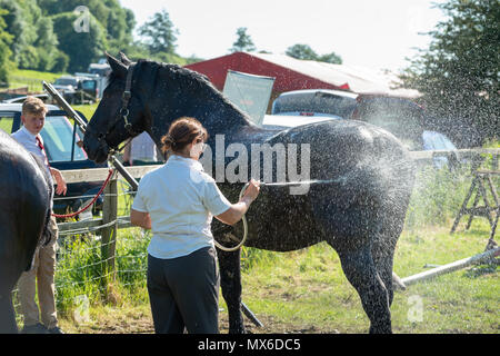 Ein großes Pferd ist mit Wasser an einem heißen Tag gekühlt wurde, nachdem sie an die Weald und Downland lebendiges Museum in Singleton, West Sussex, UK. Stockfoto