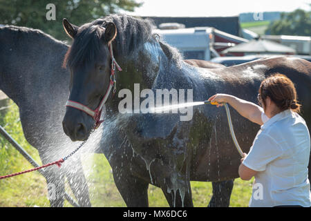 Ein großes Pferd ist mit Wasser an einem heißen Tag gekühlt wurde, nachdem sie an die Weald und Downland lebendiges Museum in Singleton, West Sussex, UK. Stockfoto