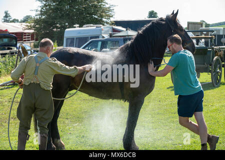 Ein großes Pferd ist mit Wasser an einem heißen Tag gekühlt wurde, nachdem sie an die Weald und Downland lebendiges Museum in Singleton, West Sussex, UK. Stockfoto