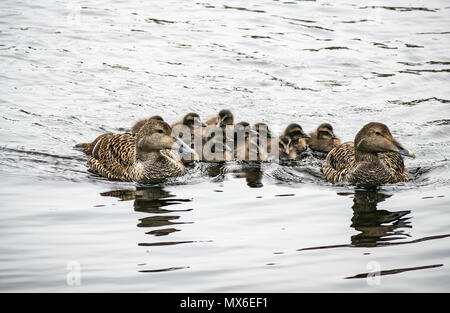 Water of Leith, Leith, Edinburgh, Schottland, Vereinigtes Königreich. Im Fluss treiben zwei weibliche Stockenten eine Brut von einem Dutzend Enten, die sie in einer Kreche in der Nähe halten Stockfoto