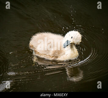 Water of Leith, Leith, Edinburgh, Schottland, Vereinigtes Königreich. Nahaufnahme eines stummen Schwans, Cygnus olor, flauschige Cygnet Schwimmen im Fluss Wasser teilen es den Kopf zu trocknen mit Wassertropfen Sprühen Stockfoto