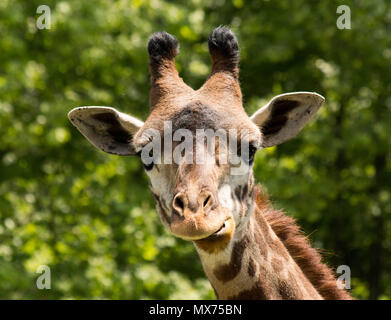 Junge Giraffe starrte ifrom Abstand Stockfoto