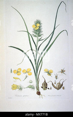 . Dies ist ein Scan der Platte 7 von Ferdinand Bauer Illustrationes Florae Novae Hollandiae. Die Anlage ist Cartonema spicatum. Anfang des 19. Jahrhunderts. Ferdinand Bauer (1760-1826) 116 Cartonema spicatum (Illustrationes Florae Novae Hollandiae Platte 7) Stockfoto