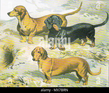 . Čeština: Hladkosrstí jezevčíci Festus, Waldmann eine Schlupferle, vyobrazení v knize Buch Der Hund z roku 1881. 1. August 2009 (Datum des Uploads). Delfínka 151 Dackel Zeichnung Stockfoto