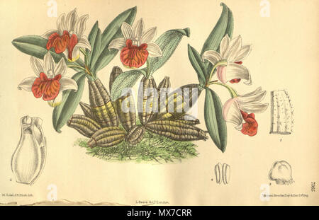 . Abbildung: Dendrobium bellatulum. 1904. M. S. del. (= Matilda Smith, 1854-1926), J. N. Fitch lith. (= John Nugent Fitch, 1840 - 1927) Beschreibung von William Botting Hemsley (1843-1924) 158 Dendrobium bellatulum Stockfoto