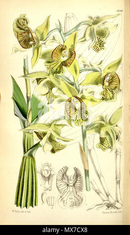 . Abbildung: Dendrobium macrophyllum (als Dendrobium macrophyllum, var. veitchianum). 1867. Walter Hood Fitch (1817-1892) del. et lith. Beschreibung byJoseph Dalton Hooker (1817 - 1911) 159 Dendrobium macrophyllum (als Dendrobium macrophyllum, var. veitchianum) - Curtis '93 (Ser. 3 Nr. 23) pl. 5649 (1867) Stockfoto