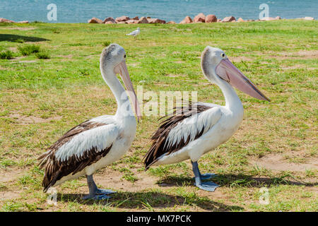 Zwei Pelikane entlang zu Fuß neben dem Meer, auf einem grasbewachsenen Bank in Australien. Stockfoto