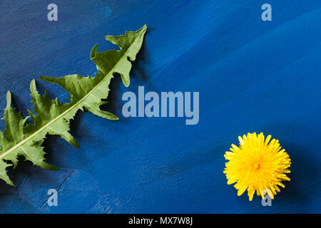 Grüne geschnitzten Blatt und gelbe Blüte des Löwenzahns auf trendige blauen Hintergrund. Stockfoto