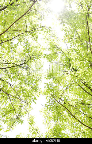 Schönen Frühling Baum mit neuen Blätter über hellen Himmel Hintergrund isoliert Stockfoto
