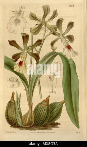 . Abbildung: Encyclia cordigera (syn. Epidendrum macrochilum). 1836. Frau C. Horsfall del., Swan sc. 188 Encyclia cordigera (als Epidendrum macrochilum) - Curtis '63 (K.A. 10) pl. 3534 (1836) Stockfoto