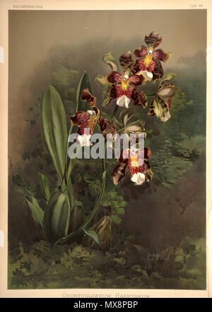 . Odontoglossum harryanum. zwischen 1888 und 1894. H. Sotheran & Co., London (Editor) 220 Friedrich Sander - Reichenbachia II Platte 49 (1890) - Odontoglossum harryanum Stockfoto