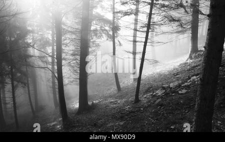 Die ersten Sonnenstrahlen erleuchten den Herbstwald Stockfoto