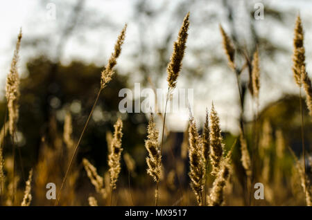 Schilf close-up Schwingen im Wind in die Hintergrundbeleuchtung des Sonnenuntergangs. Stockfoto