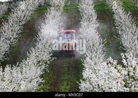 Traktor sprays Insektizid im Cherry Orchard Landwirtschaft Stockfoto