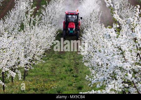 Traktor sprays Insektengift in Obstgarten Landwirtschaft Stockfoto