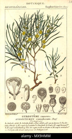 . Abbildung: Gyrostemon ramulosus (orig. Gyrostemum ramulosum). Zwischen 1816 und 1829. Pierre Jean François Turpin 261 Gyrostemon ramulosus Stockfoto