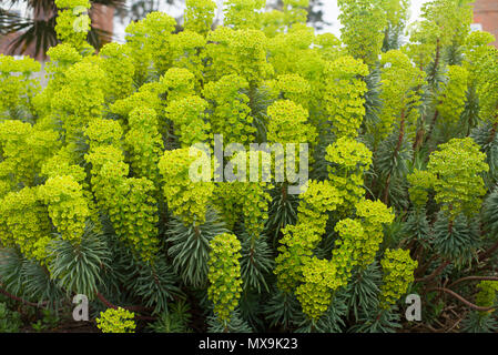 Euphorbia in einem Stauden Blumenbeet Stockfoto