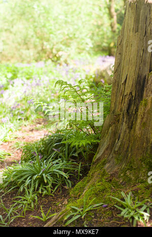 Farne und bluebells unter einem Baum im Wald wachsenden Stockfoto