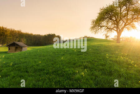 Schönen Sonnenuntergang über einem großen Baum, blühende Wiese, Wald und eine Scheune mit Heu, in einem kleinen Dorf in Deutschland, in der Nähe der Stadt Schwäbisch Hall. Stockfoto