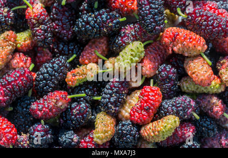 Frische mulberry Berry closeup Obst, Zweig der Ripe mulberry Obst Stockfoto