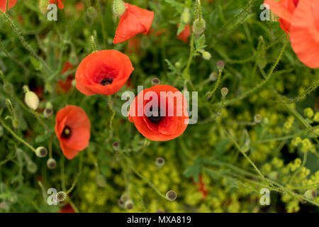 Mohn Blumen in Roeselare Stockfoto