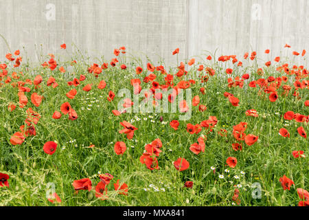 Mohn Blumen in Roeselare Stockfoto