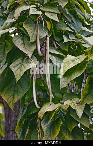 Northern catalpa (Catalpa speciosa). Als Hardy Catalpa, Western catalpa bekannt, Zigarre Baum, Bois chavanon und Catawba-Baum auch. Stockfoto