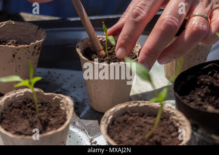 Ein Gärtner heraus stechen (oder Blumenerde) Sämlinge in Pappe Blumentöpfe auf zu wachsen Stockfoto