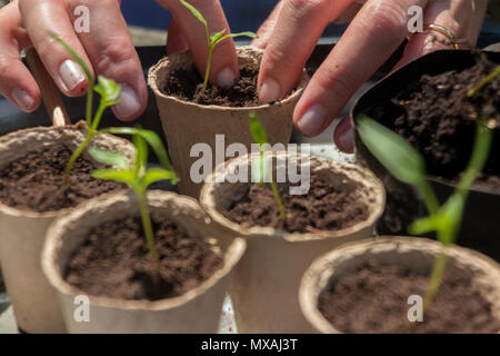 Ein Gärtner heraus stechen (oder Blumenerde) Sämlinge in Pappe Blumentöpfe auf zu wachsen Stockfoto