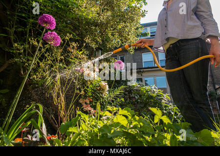 Eine Dame Gewässern ihren Garten mit dem Sommer Sonnenschein, reißt mit einem hintergrundbeleuchteten Spray von Wasser aus dem Schlauch Stockfoto