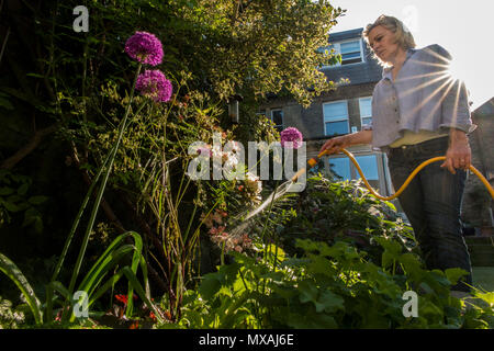 Eine Dame Gewässern ihren Garten mit dem Sommer Sonnenschein, reißt mit einem hintergrundbeleuchteten Spray von Wasser aus dem Schlauch Stockfoto