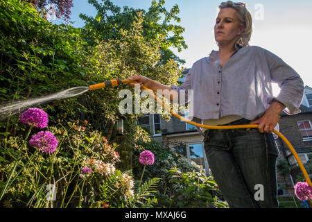 Eine Dame Gewässern ihren Garten mit dem Sommer Sonnenschein, reißt mit einem hintergrundbeleuchteten Spray von Wasser aus dem Schlauch Stockfoto