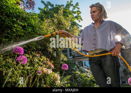 Eine Dame Gewässern ihren Garten mit dem Sommer Sonnenschein, reißt mit einem hintergrundbeleuchteten Spray von Wasser aus dem Schlauch Stockfoto