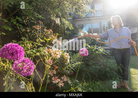 Eine Dame Gewässern ihren Garten mit dem Sommer Sonnenschein, reißt mit einem hintergrundbeleuchteten Spray von Wasser aus dem Schlauch Stockfoto